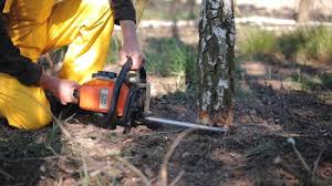 Tree and Shrub Care in Mcfarland, CA