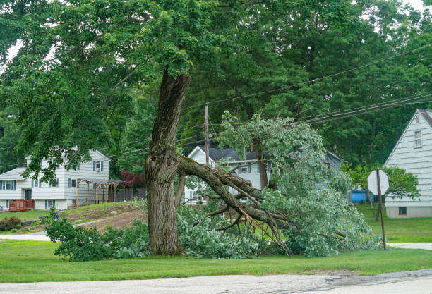 Professional Tree Services in Mcfarland, CA